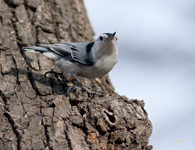 White-breasted Nuthatch 6804